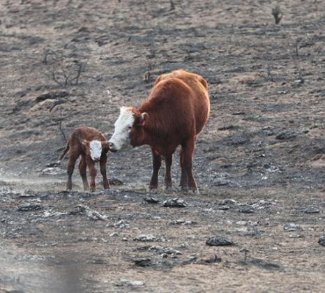 Beef Prices Not Expected to be Impacted by Wildfires