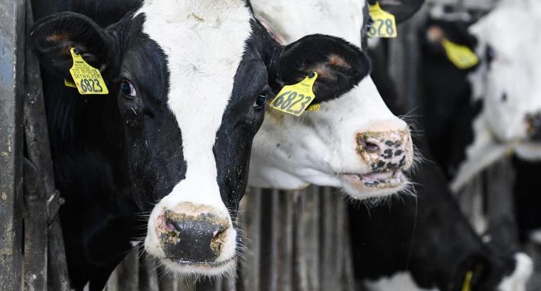 What’s Happening with Dairy Cows and Bird Flu?