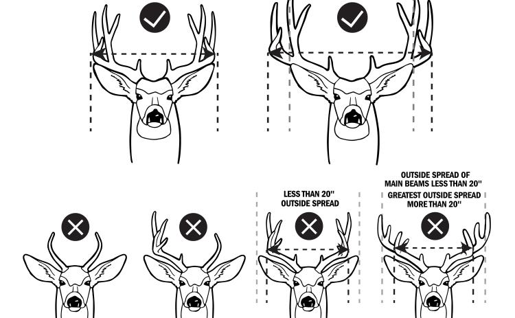Mule Deer Antler Restriction - provided by TPWD