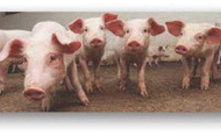Swine Validation Needed