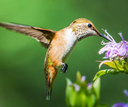 Attracting Insects and Birds