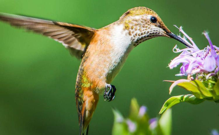Attracting Insects and Birds